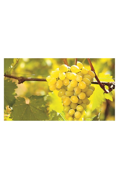 Виноград столовий Арні ранній